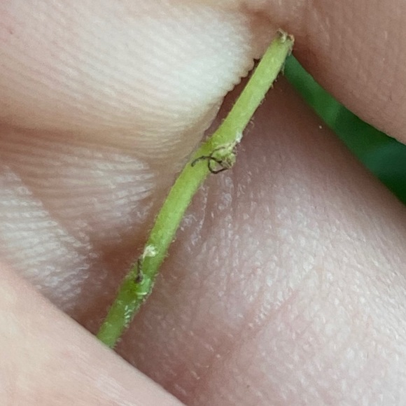 String of Turtle cuttings $15 for 3 - Picture 2 of 7